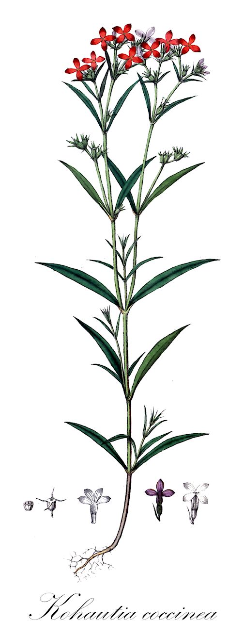 Kohautia coccinea - Rubiaceae,Plantae,Pteridobiotina,Angiosperms,Gentianales,Rubiaceae,Kohautia,Kohautia coccinea,Hedyotis abyssinica, Hedyotis coccinea, Hedyotis senegalensis, Oldenlandia abyssinica, Oldenlandia coccinea, Oldenlandia debeerstii, Oldenlandia macrodonta, Pentas modesta