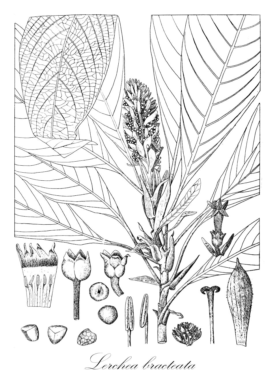 Lerchea bracteata - Rubiaceae,Plantae,Pteridobiotina,Angiosperms,Gentianales,Rubiaceae,Lerchea,Lerchea bracteata
