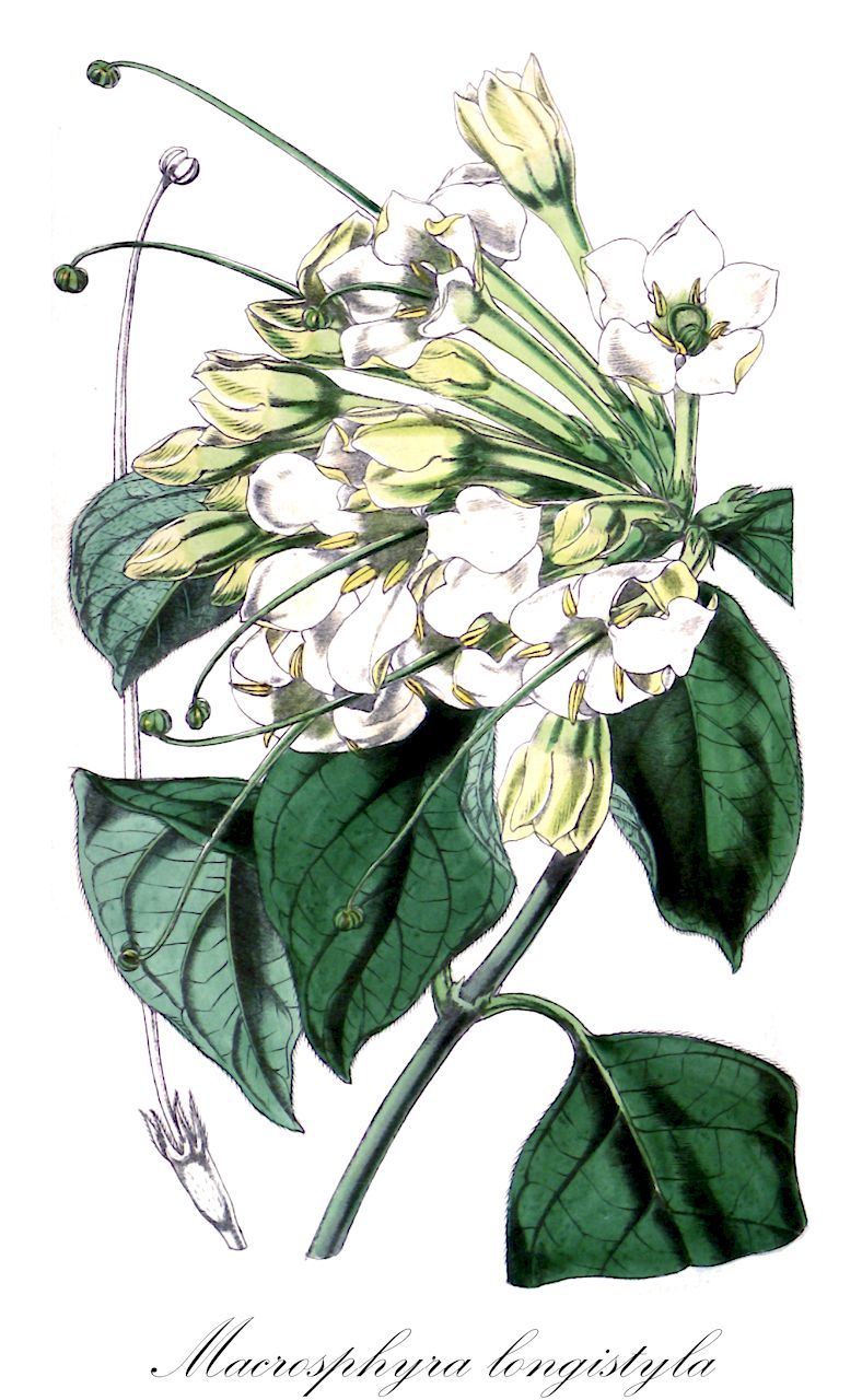 Macrosphyra longistyla - Rubiaceae,Plantae,Pteridobiotina,Angiosperms,Gentianales,Rubiaceae,Macrosphyra,Macrosphyra longistyla,Gardenia longistyla, Gardenia paleacea, Macrosphyra paleacea, Oxyanthus villosus, Randia longistyla, Solena longistyla