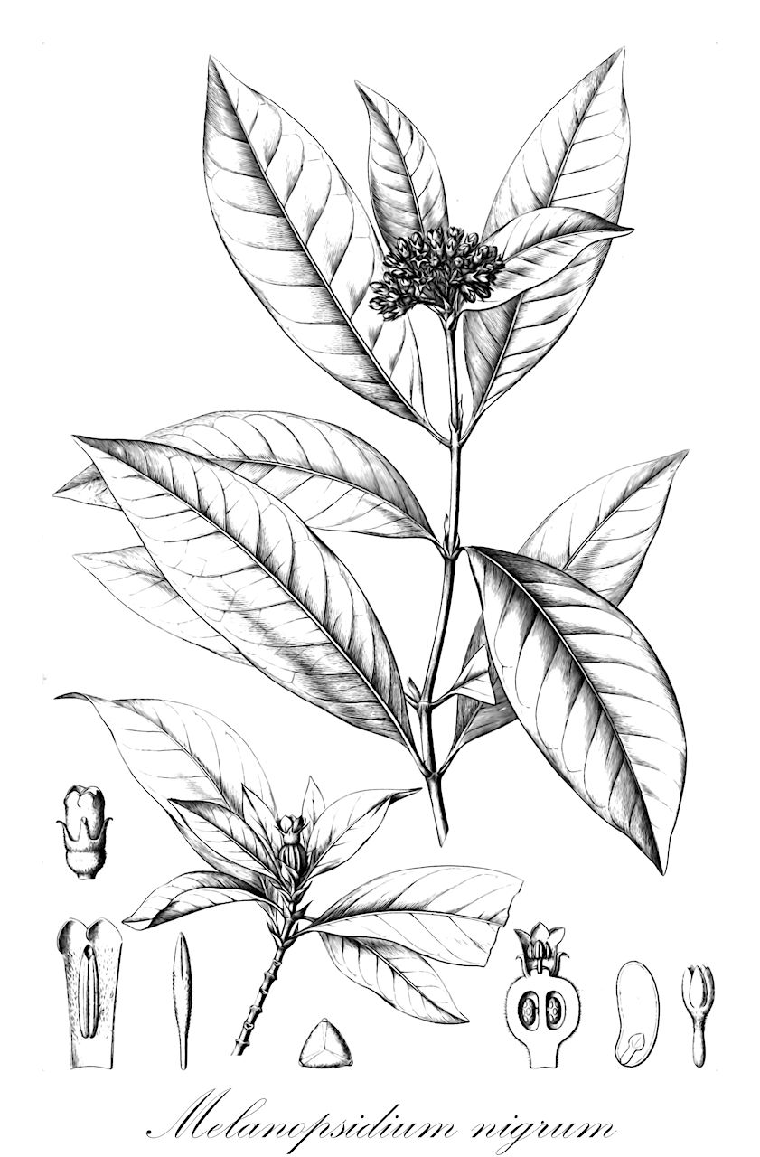 Melanopsidium nigrum - Rubiaceae,Plantae,Pteridobiotina,Angiosperms,Gentianales,Rubiaceae,Melanopsidium,Melanopsidium nigrum,Billiotia psychotrioides, Billiottia psychotrioides, Cinchona pubescens, Gardenia ferrea, Pleurocarpus decemfidus, Rhyssocarpus pubescens, Viviania psychotrioides