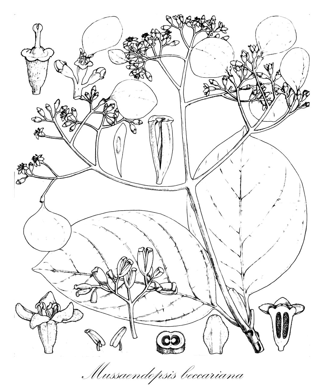 Mussaendopsis beccariana - Rubiaceae,Plantae,Pteridobiotina,Angiosperms,Gentianales,Rubiaceae,Mussaendopsis,Mussaendopsis beccariana,Creaghia fagraeaopsis