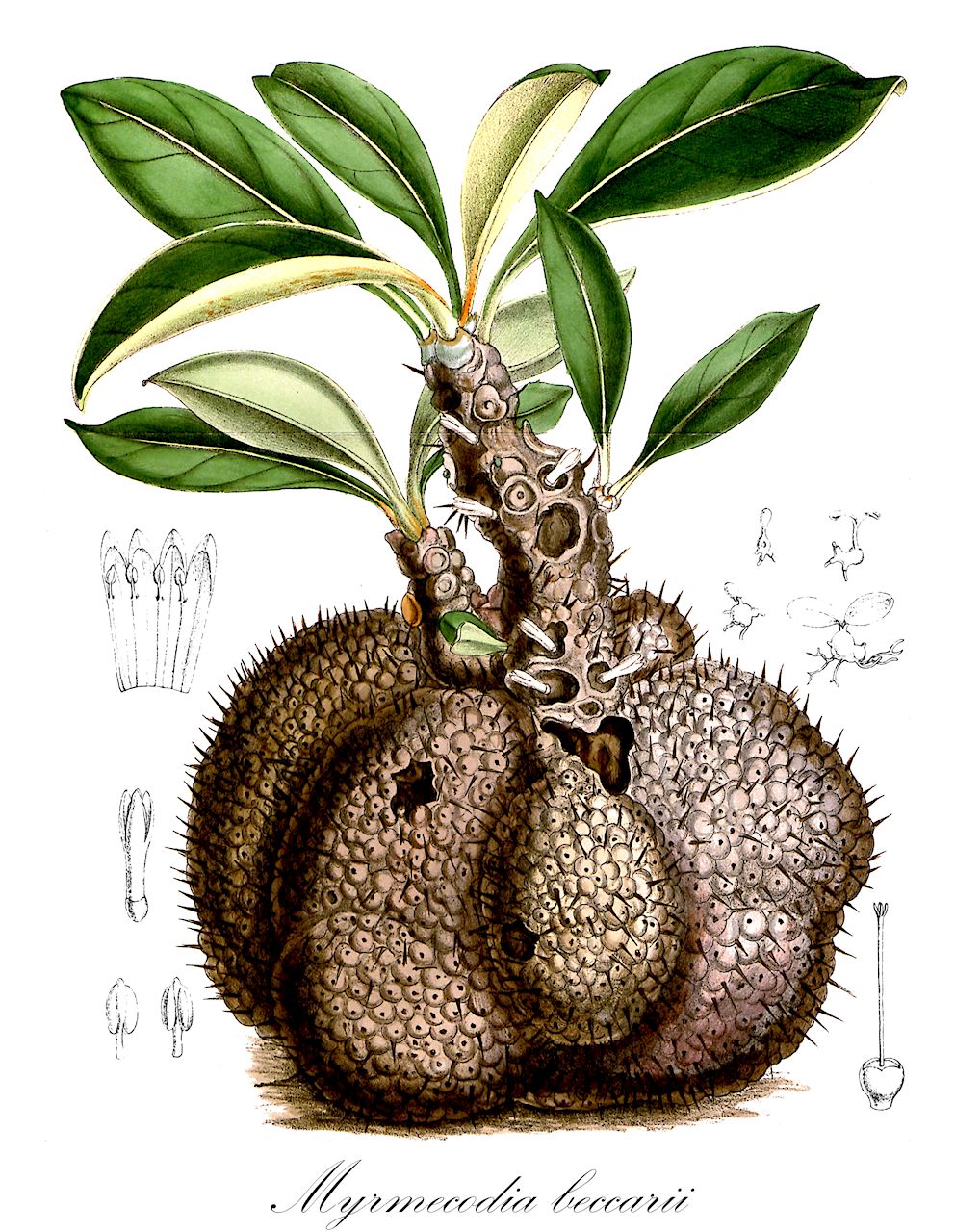 Myrmecodia beccarii - Rubiaceae,Plantae,Pteridobiotina,Angiosperms,Gentianales,Rubiaceae,Myrmecodia,Myrmecodia beccarii,Epidendroides tetrandra