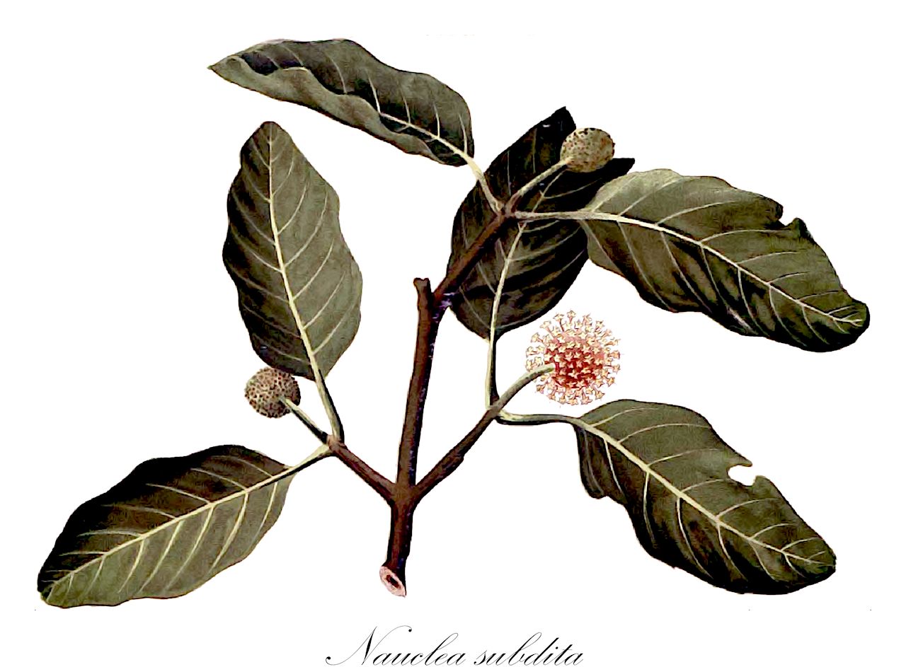 Nauclea subdita - Rubiaceae,Plantae,Pteridobiotina,Angiosperms,Gentianales,Rubiaceae,Nauclea,Nauclea subdita,Nauclea dasyphylla, Nauclea glaberrima, Nauclea hirsuta, Nauclea horsfieldii, Nauclea junghuhnii, Nauclea mitragyna, Nauclea multicephala, Nauclea pubescens, Platanocarpum subditum, Sarcocephalus dasyphyllus, Sarcocephalus hirsutus, Sarcocephalus horsfieldii, Sarcocephalus junghuhnii, Sarcocephalus mitragynus, Sarcocephalus multicephalus, Sarcocephalus pubescens, Sarcocephalus subditus