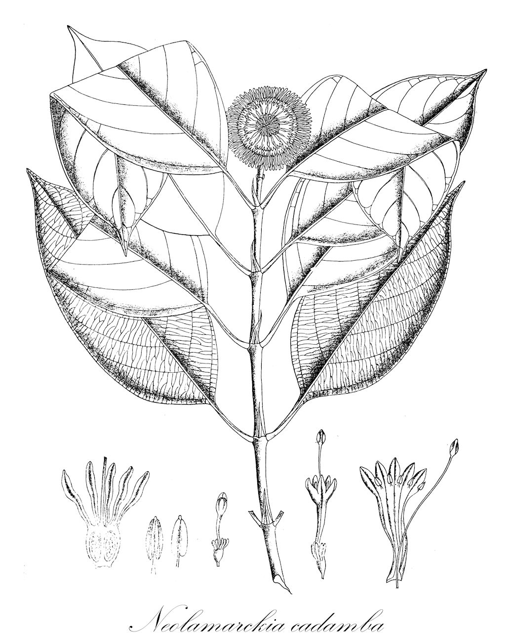 Neolamarckia cadamba - Rubiaceae,Plantae,Pteridobiotina,Angiosperms,Gentianales,Rubiaceae,Neolamarckia,Neolamarckia cadamba,Anthocephalus cadamba, Anthocephalus indicus var. glabrescens, Anthocephalus indicus var. macrophyllus, Anthocephalus morindifolius, Nauclea cadamba, Nauclea megaphylla, Neonauclea megaphylla, Samama cadamba, Sarcocephalus cadamba