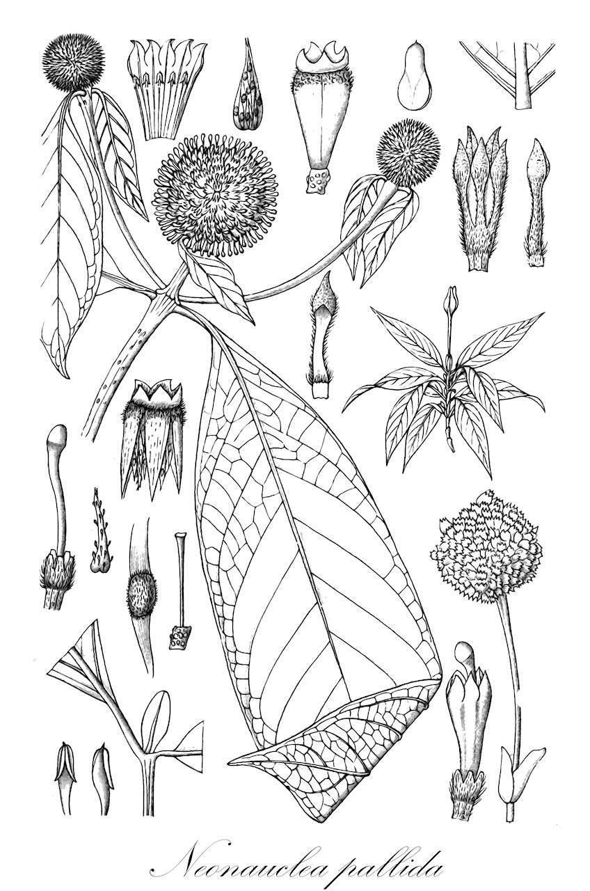 Neonauclea pallida - Rubiaceae,Plantae,Pteridobiotina,Angiosperms,Gentianales,Rubiaceae,Neonauclea,Neonauclea pallida,Nauclea pallida