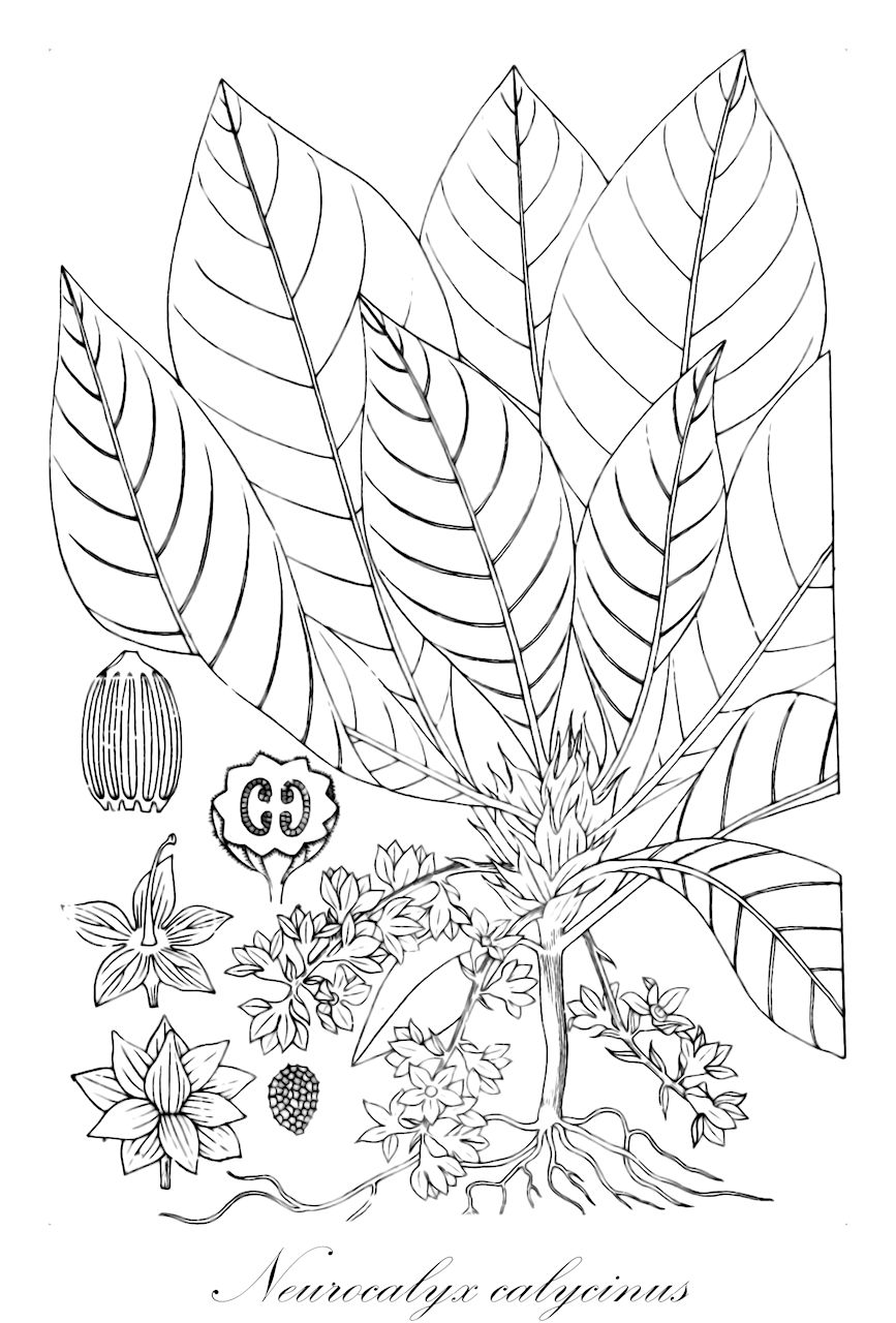 Neurocalyx calycinus - Rubiaceae,Plantae,Pteridobiotina,Angiosperms,Gentianales,Rubiaceae,Neurocalyx,Neurocalyx calycinus,Argostemma calycinum, Neurocalyx capitata, Neurocalyx hookerianus, Neurocalyx wightii