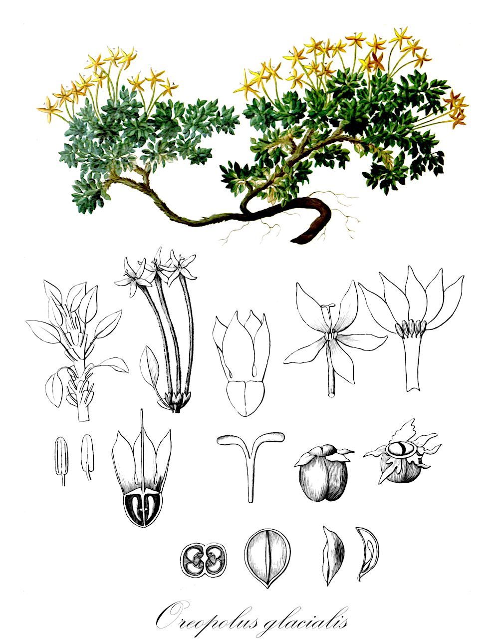 Oreopolus glacialis - Rubiaceae,Plantae,Pteridobiotina,Angiosperms,Gentianales,Rubiaceae,Oreopolus,Oreopolus glacialis,Cruckshanksia glacialis, Cruckshanksia oblonga, Cruckshanksia patagonica, Oreopolus citrinus, Oreopolus glacialis var. glacialis, Oreopolus glacialis var. pilosus, Oreopolus patagonicus