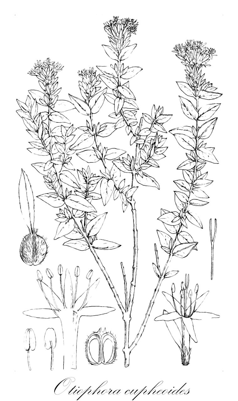 Otiophora cupheoides - Rubiaceae,Plantae,Pteridobiotina,Angiosperms,Gentianales,Rubiaceae,Otiophora,Otiophora cupheoides,Otiophora cupheoides var. hirsuta, Otiophora cupheoides var. macrosiphon, Otiophora densiflora, Otiophora hirsuta