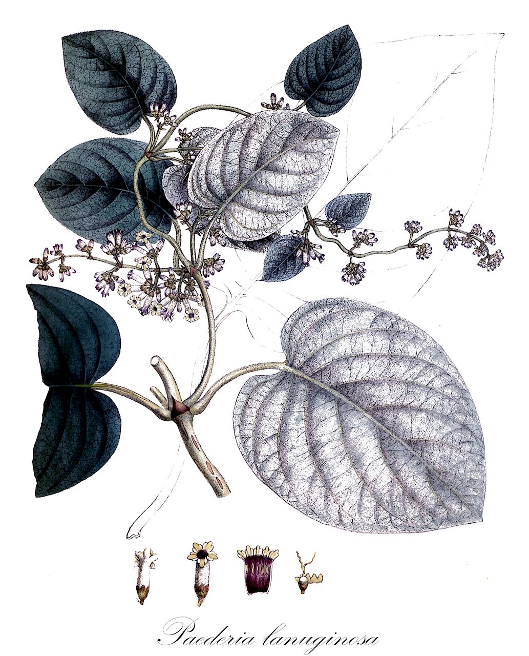 Paederia lanuginosa - Rubiaceae,Plantae,Pteridobiotina,Angiosperms,Gentianales,Rubiaceae,Paederia,Paederia lanuginosa,Hondbesseion lanuginosum, Paederia macrocarpa
