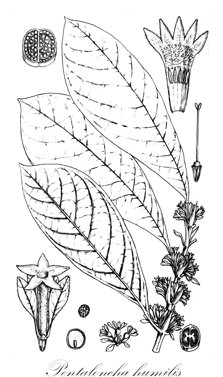 Pentaloncha humilis - Rubiaceae,Plantae,Pteridobiotina,Angiosperms,Gentianales,Rubiaceae,Pentaloncha,Pentaloncha humilis,Pentaloncha rubriflora