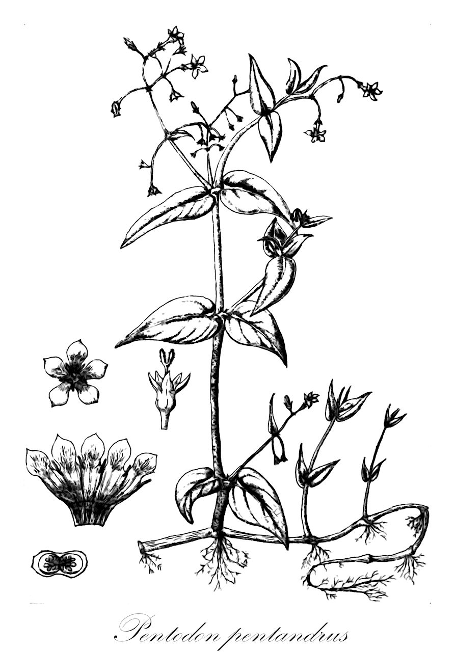 Pentodon pentandrus - Rubiaceae,Plantae,Pteridobiotina,Angiosperms,Gentianales,Rubiaceae,Pentodon,Pentodon pentandrus,Hedyotis pentandra, Oldenlandia pentandra, Pentas pentandra