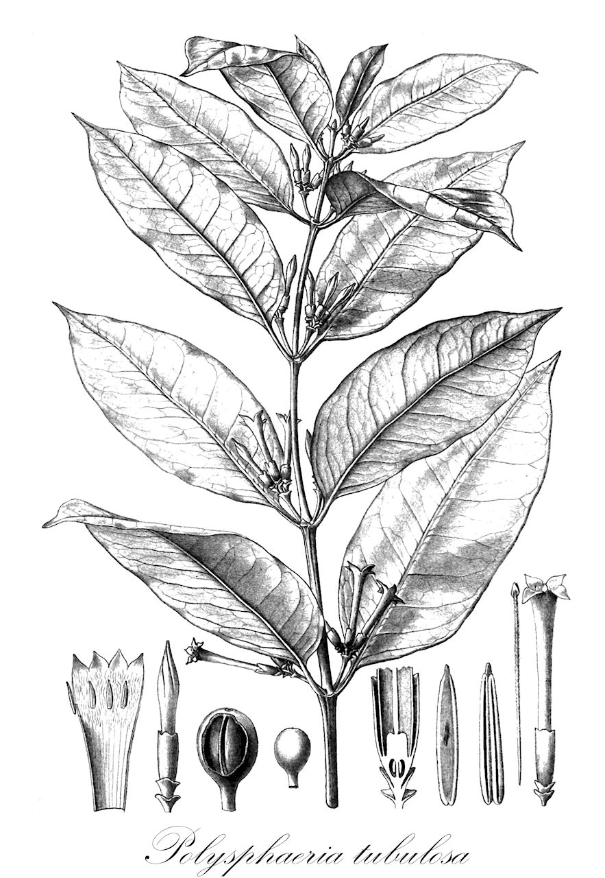 Polysphaeria tubulosa - Rubiaceae,Plantae,Pteridobiotina,Angiosperms,Gentianales,Rubiaceae,Polysphaeria,Polysphaeria tubulosa,Cremaspora tubulosa