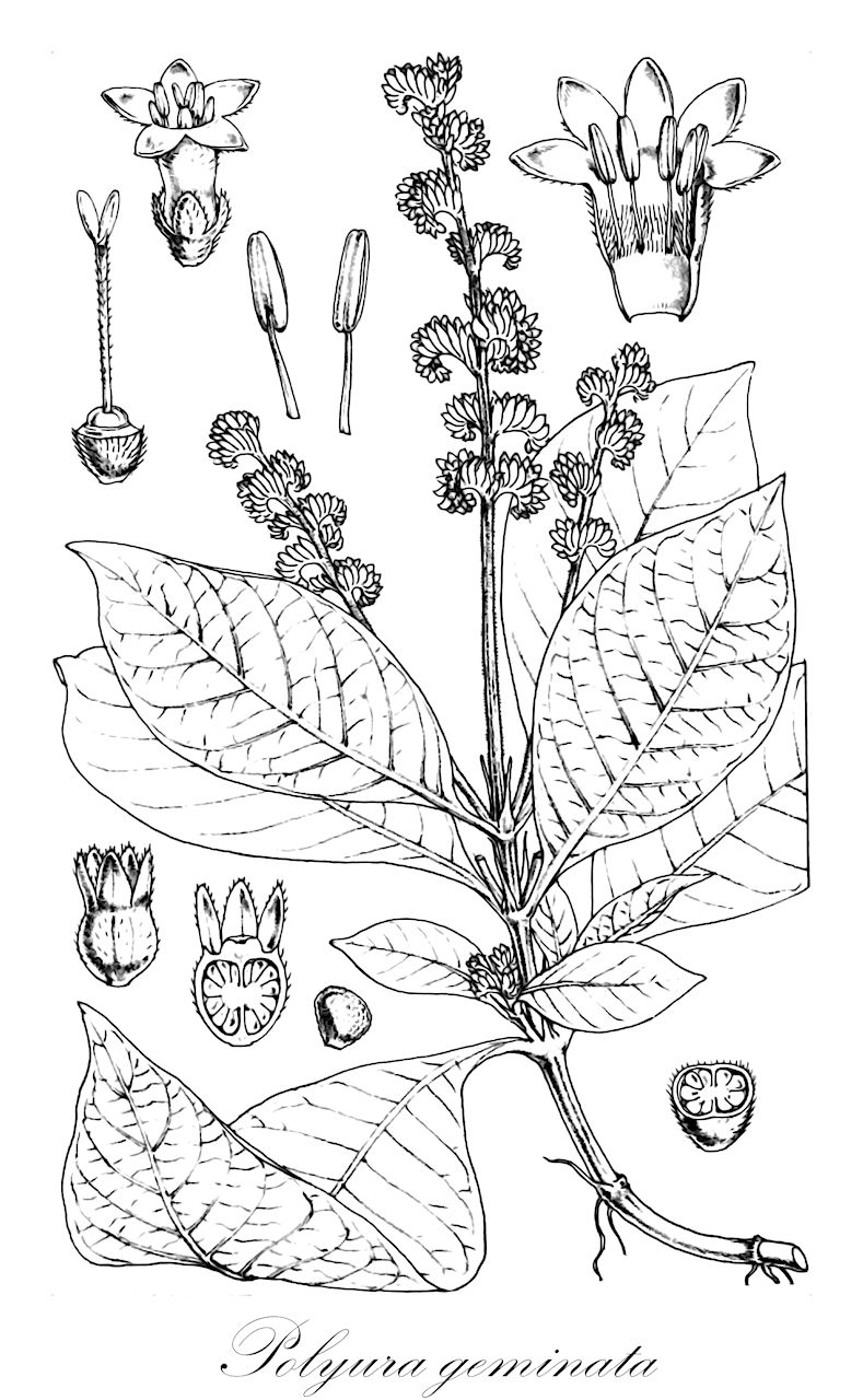 Polyura geminata - Rubiaceae,Plantae,Pteridobiotina,Angiosperms,Gentianales,Rubiaceae,Polyura,Polyura geminata,Ophiorrhiza geminata