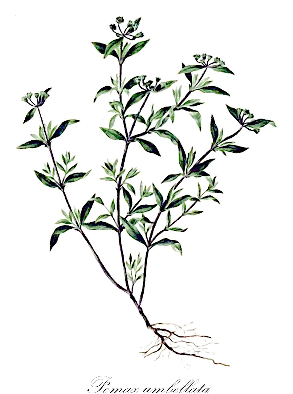 Pomax umbellata - Rubiaceae,Opercularia banksiana, Opercularia lamarckiana, Opercularia umbellata, Pomax glabra, Pomax hirta, Pomax rupestris, Pomax umbellata var. carnosula, Pomax umbellata var. glabra, Pomax umbellata var. hirta, Pomax umbellata var. mitchelliana, Pomax umbellata var. ovatifolia,Plantae,Pteridobiotina,Angiosperms,Gentianales,Rubiaceae,Pomax,Pomax umbellata