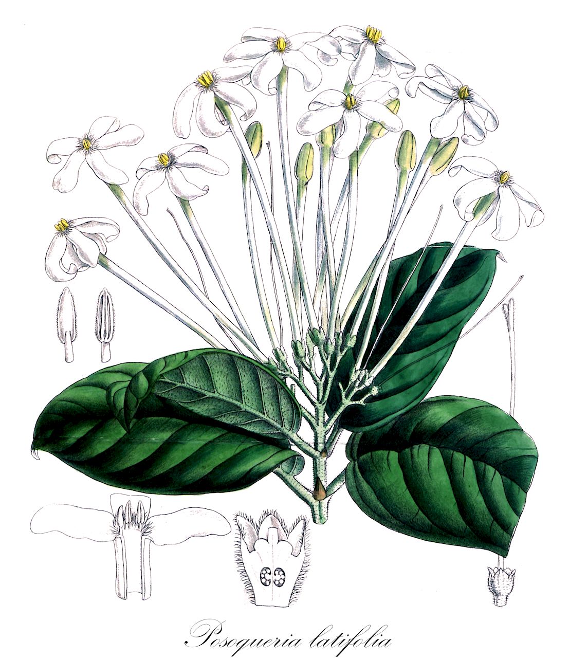 Posoqueria latifolia - Rubiaceae,Plantae,Pteridobiotina,Angiosperms,Gentianales,Rubiaceae,Posoqueria,Posoqueria latifolia,Solena latifolia, Tocoyena latifolia