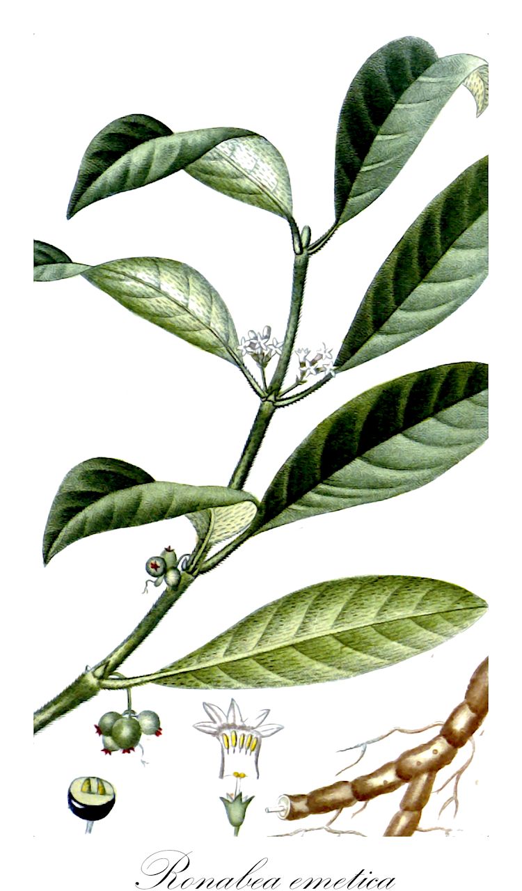 Ronabea emetica - Rubiaceae,Plantae,Pteridobiotina,Angiosperms,Gentianales,Rubiaceae,Ronabea,Ronabea emetica,Cephaëlis emetica, Evea emetica, Psychotria emetica, Uragoga emetica