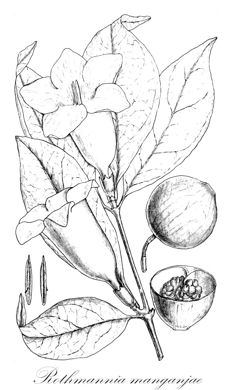 Rothmannia manganjae - Rubiaceae,Plantae,Pteridobiotina,Angiosperms,Gentianales,Rubiaceae,Rothmannia,Rothmannia manganjae,Gardenia manganjae, Randia buchananii, Randia fratrum, Rothmannia buchananii, Rothmannia fratrum