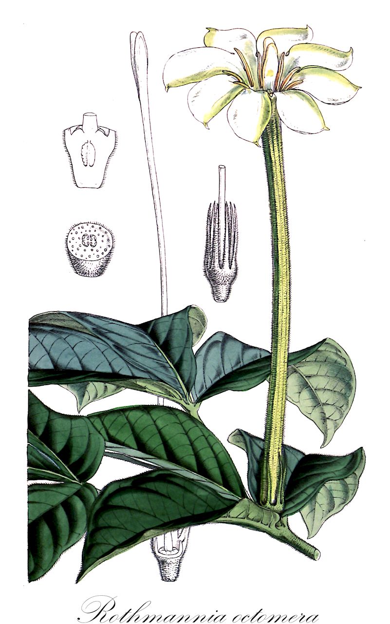 Rothmannia octomera - Rubiaceae,Plantae,Pteridobiotina,Angiosperms,Gentianales,Rubiaceae,Rothmannia,Rothmannia octomera,Gardenia octomera, Randia cunliffeae, Randia galtonii, Randia octomera, Sabicea speciosissima