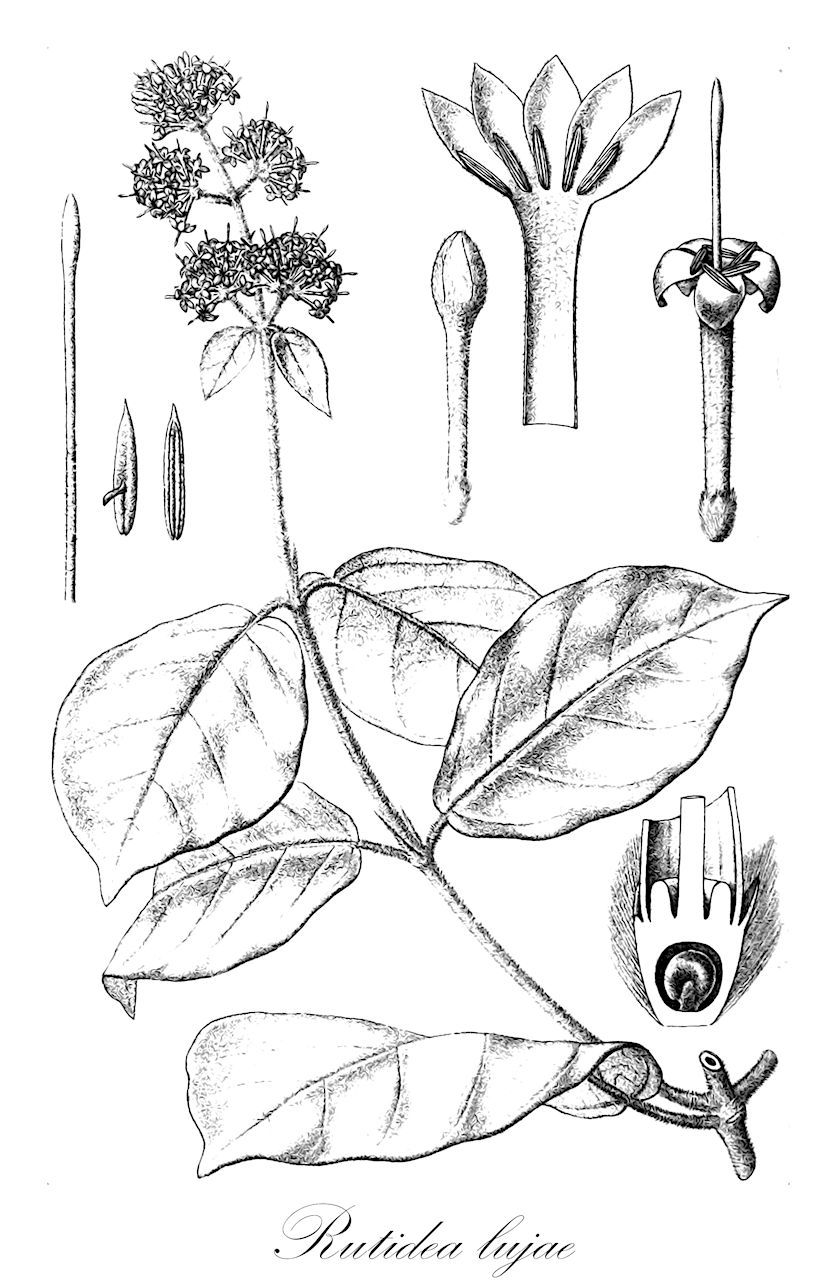 Rutidea lujae - Rubiaceae,Plantae,Pteridobiotina,Angiosperms,Gentianales,Rubiaceae,Rutidea,Rutidea lujae