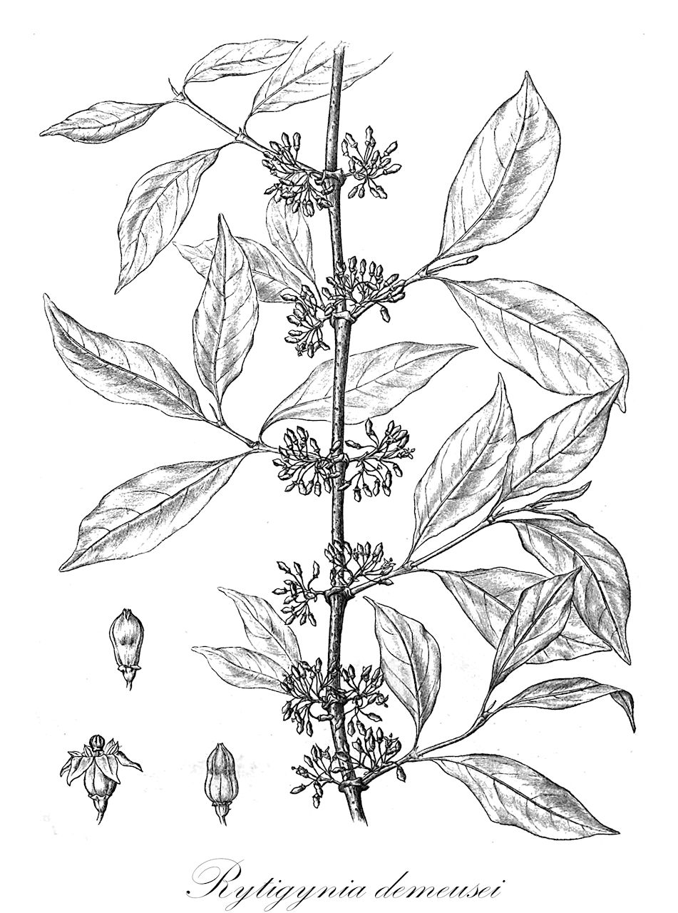 Rytigynia demeusei - Rubiaceae,Plantae,Pteridobiotina,Angiosperms,Gentianales,Rubiaceae,Rytigynia,Rytigynia demeusei,Vangueria demeusei
