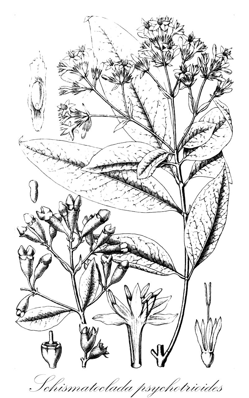 Schismatoclada psychotrioides - Rubiaceae,Schismatoclada tricholarynx,Plantae,Pteridobiotina,Angiosperms,Gentianales,Rubiaceae,Schismatoclada,Schismatoclada psychotrioides