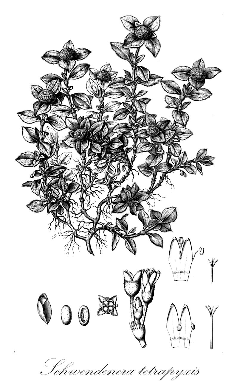 Schwendenera tetrapyxis - Rubiaceae,Plantae,Pteridobiotina,Angiosperms,Gentianales,Rubiaceae,Schwendenera,Schwendenera tetrapyxis