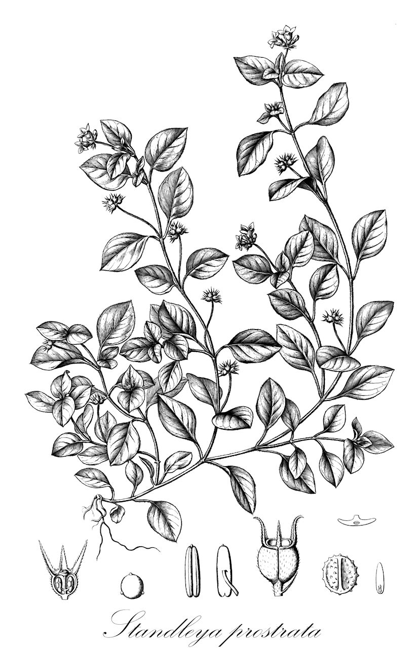 Standleya prostrata - Rubiaceae,Plantae,Pteridobiotina,Angiosperms,Gentianales,Rubiaceae,Standleya,Standleya prostrata,Lipostoma prostratum