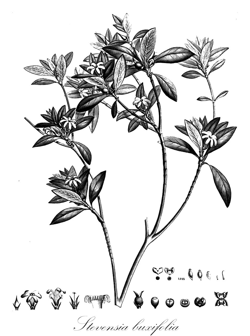 Stevensia buxifolia - Rubiaceae,Plantae,Pteridobiotina,Angiosperms,Gentianales,Rubiaceae,Stevensia,Stevensia buxifolia,Rondeletia poitaei