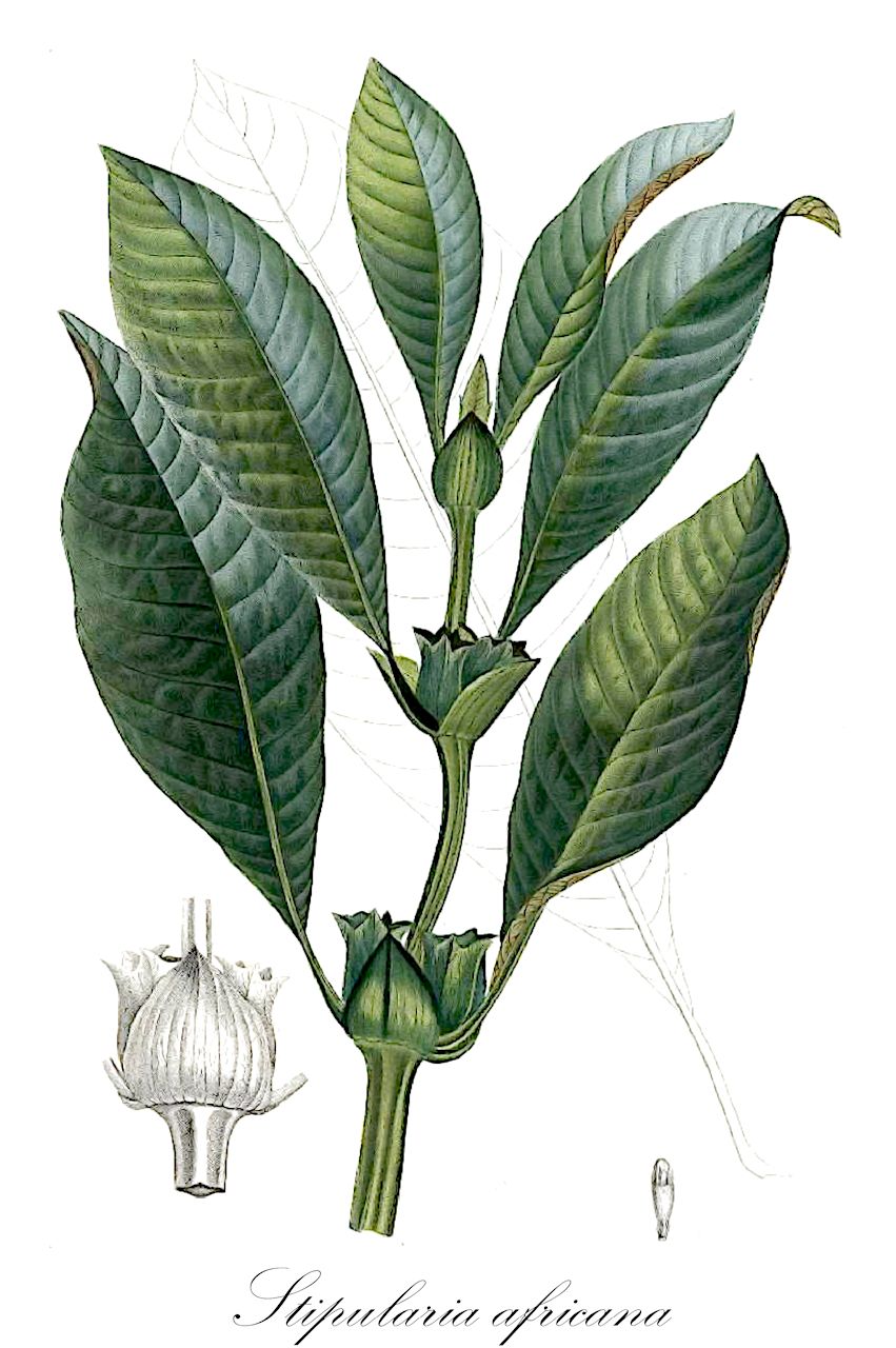 Stipularia africana - Rubiaceae,Plantae,Pteridobiotina,Angiosperms,Gentianales,Rubiaceae,Stipularia,Stipularia africana,Sabicea africana