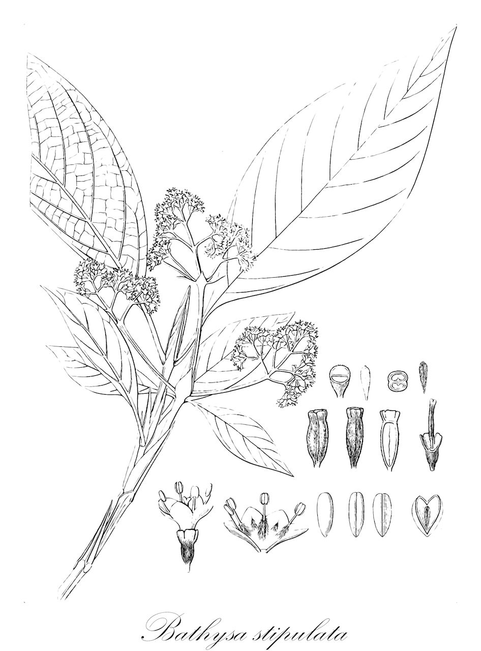 Bathysa stipulata - Rubiaceae,Plantae,Pteridobiotina,Angiosperms,Gentianales,Rubiaceae,Bathysa,Bathysa stipulata,Coffea stipulacea, Coffea stipulata, Schoenleinia barbinervis