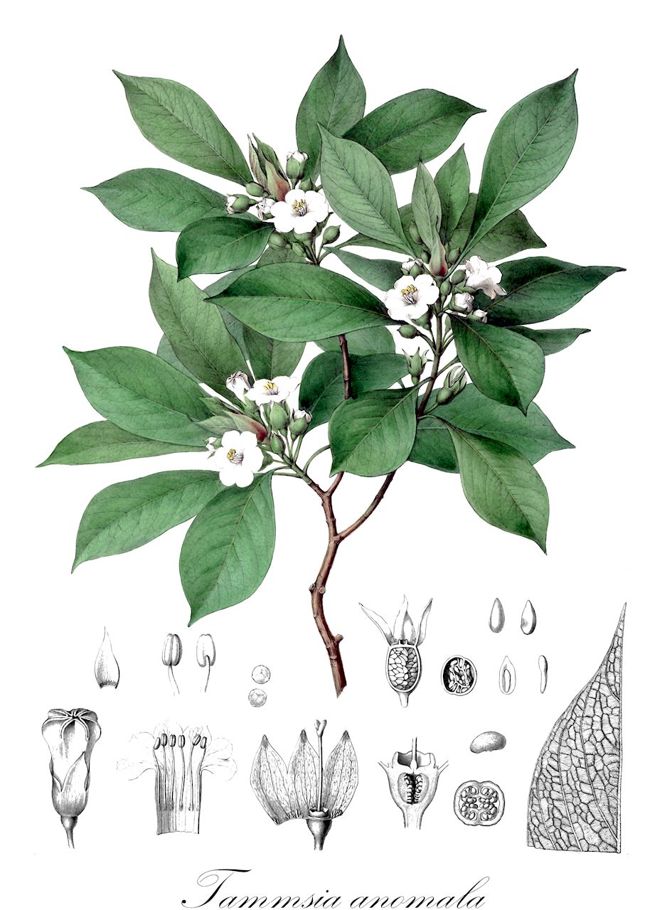 Tammsia anomala - Rubiaceae,Plantae,Pteridobiotina,Angiosperms,Gentianales,Rubiaceae,Tammsia,Tammsia anomala