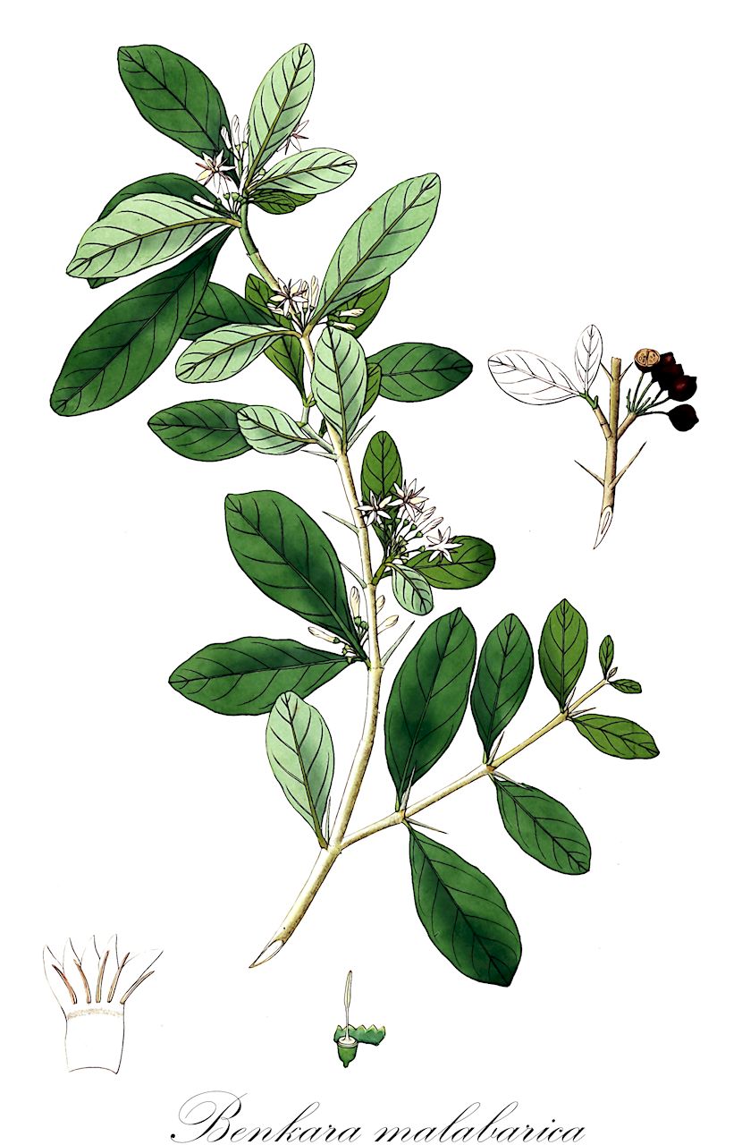Benkara malabarica - Rubiaceae,Plantae,Pteridobiotina,Angiosperms,Gentianales,Rubiaceae,Benkara,Benkara malabarica,Benkara galia, Benkara pandacaki, Canthium recurvum, Catunaregam malabarica, Gardenia fragrans, Gardenia pandacaki, Griffithia fragrans, Oxyceros malabaricus, Posoqueria fragrans, Randia fragrans, Randia malabarica, Stylocoryna malabarica, Stylocoryna pandaki, Stylocoryna rheedei, Xeromphis malabarica