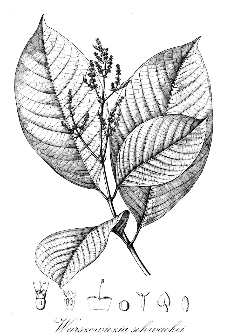 Warszewiczia schwackei - Rubiaceae,Plantae,Pteridobiotina,Angiosperms,Gentianales,Rubiaceae,Warszewiczia,Warszewiczia schwackei