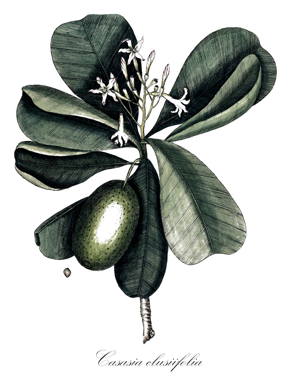 Casasia clusiifolia - Rubiaceae,Plantae,Pteridobiotina,Angiosperms,Gentianales,Rubiaceae,Casasia,Casasia clusiifolia,Gardenia clusiifolia, Genipa clusiifolia, Randia clusiifolia