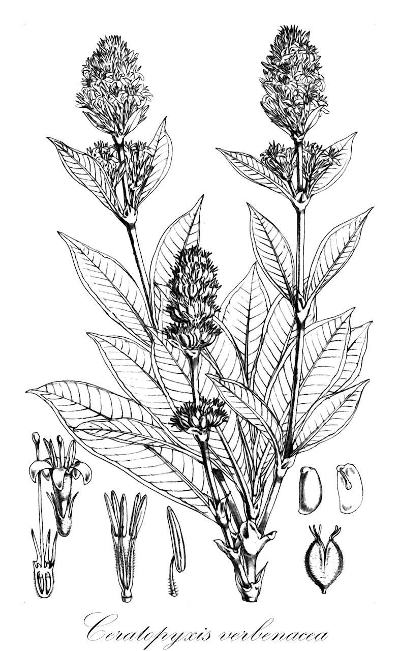 Ceratopyxis verbenacea - Rubiaceae,Plantae,Pteridobiotina,Angiosperms,Gentianales,Rubiaceae,Ceratopyxis,Ceratopyxis verbenacea,Phialanthus spicatus, Rondeletia verbenacea