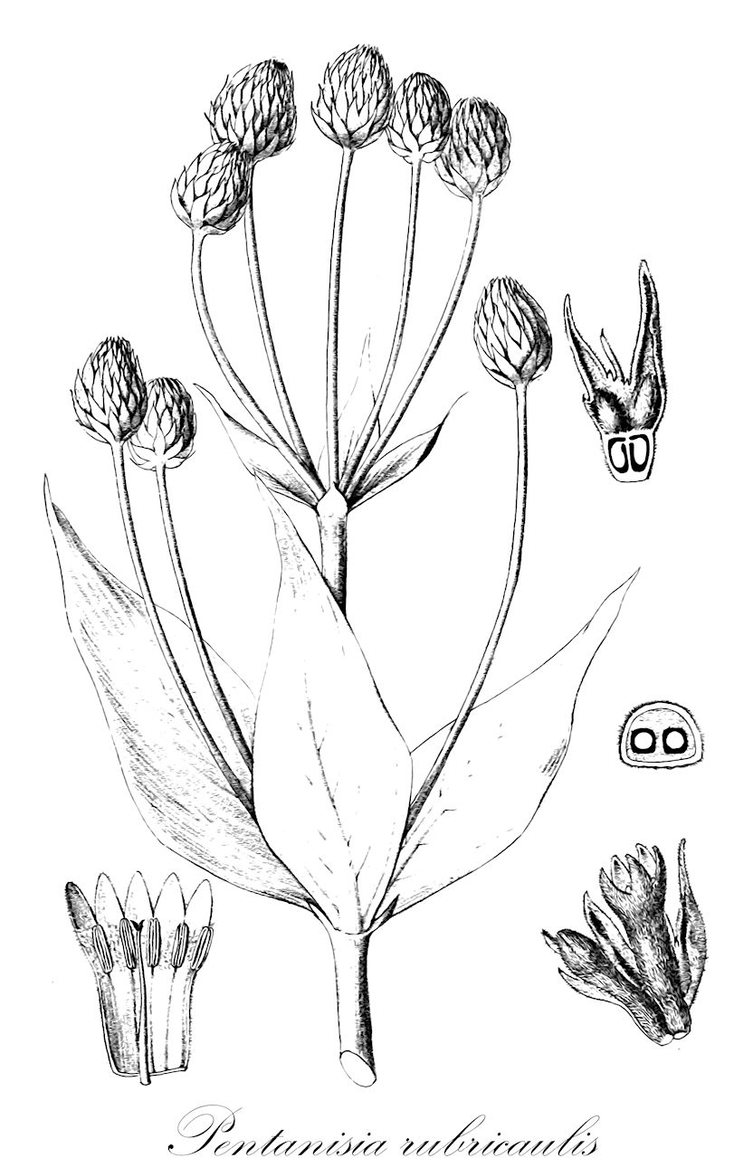 Pentanisia rubricaulis - Rubiaceae,Plantae,Pteridobiotina,Angiosperms,Gentianales,Rubiaceae,Pentanisia,Pentanisia rubricaulis,Calanda rubricaulis, Calanda rubricaulis var. pubescens, Otocephalus umbelliferus