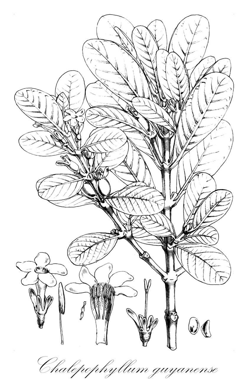 Chalepophyllum guyanense - Rubiaceae,Plantae,Pteridobiotina,Angiosperms,Gentianales,Rubiaceae,Chalepophyllum,Chalepophyllum guyanense,Chalepophyllum guyanense var. cuneatum, Chalepophyllum guyanense var. guyanense, Chalepophyllum longilobum