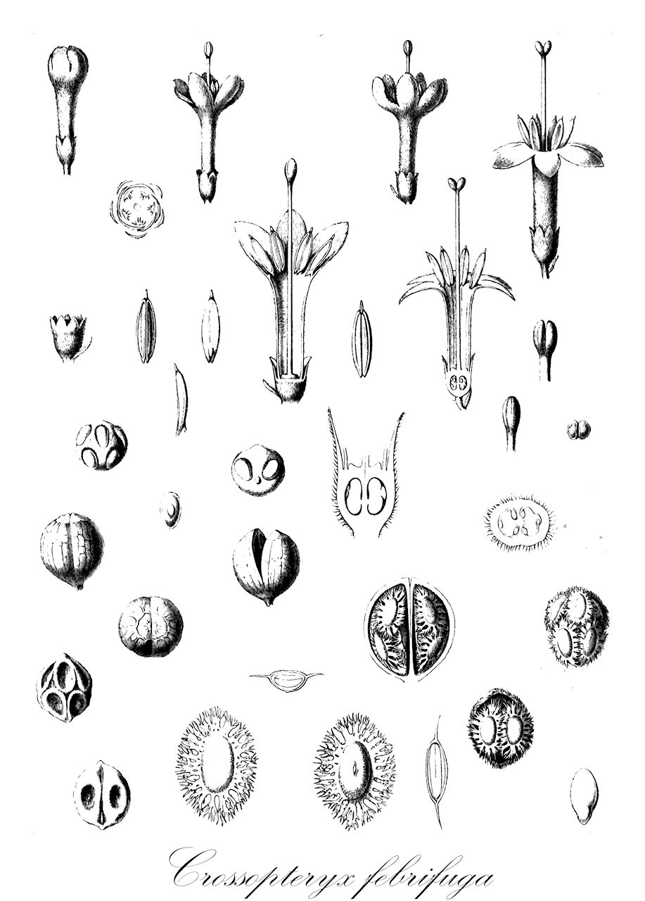 Crossopteryx febrifuga - Rubiaceae,Plantae,Pteridobiotina,Angiosperms,Gentianales,Rubiaceae,Crossopteryx,Crossopteryx febrifuga,Chomelia angolensis, Chomelia buchananii, Chomelia mosambicensis, Crossopteryx africana, Crossopteryx kotschyana, Rondeletia africana, Rondeletia febrifuga, Tarenna angolensis, Tarenna mossambicensis