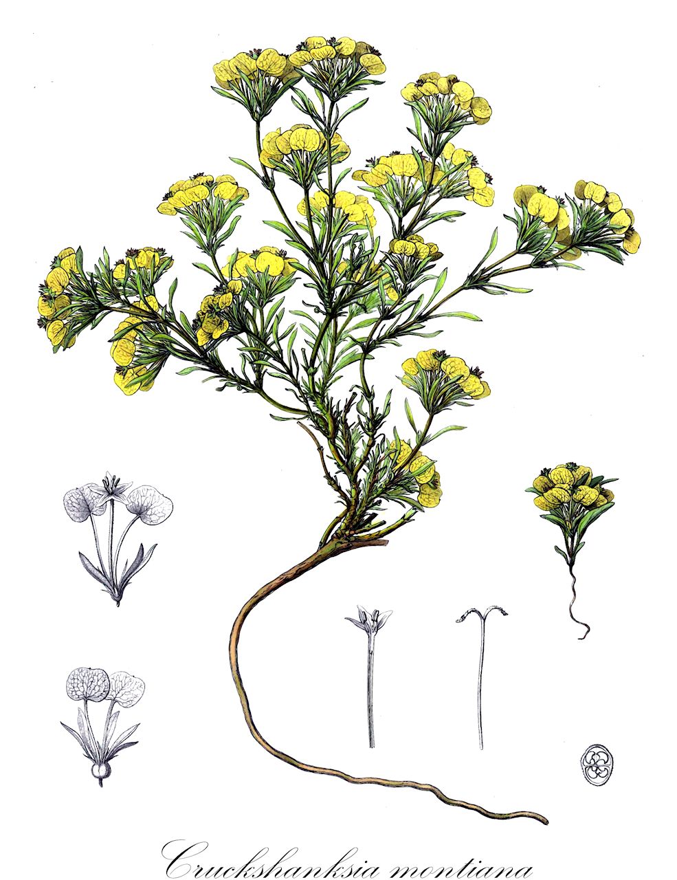 Cruckshanksia montiana - Rubiaceae,Plantae,Pteridobiotina,Angiosperms,Gentianales,Rubiaceae,Cruckshanksia,Cruckshanksia montiana,Cruckshanksia capitata, Cruckshanksia capitata var. densifolia, Cruckshanksia densifolia, Cruckshanksia flava