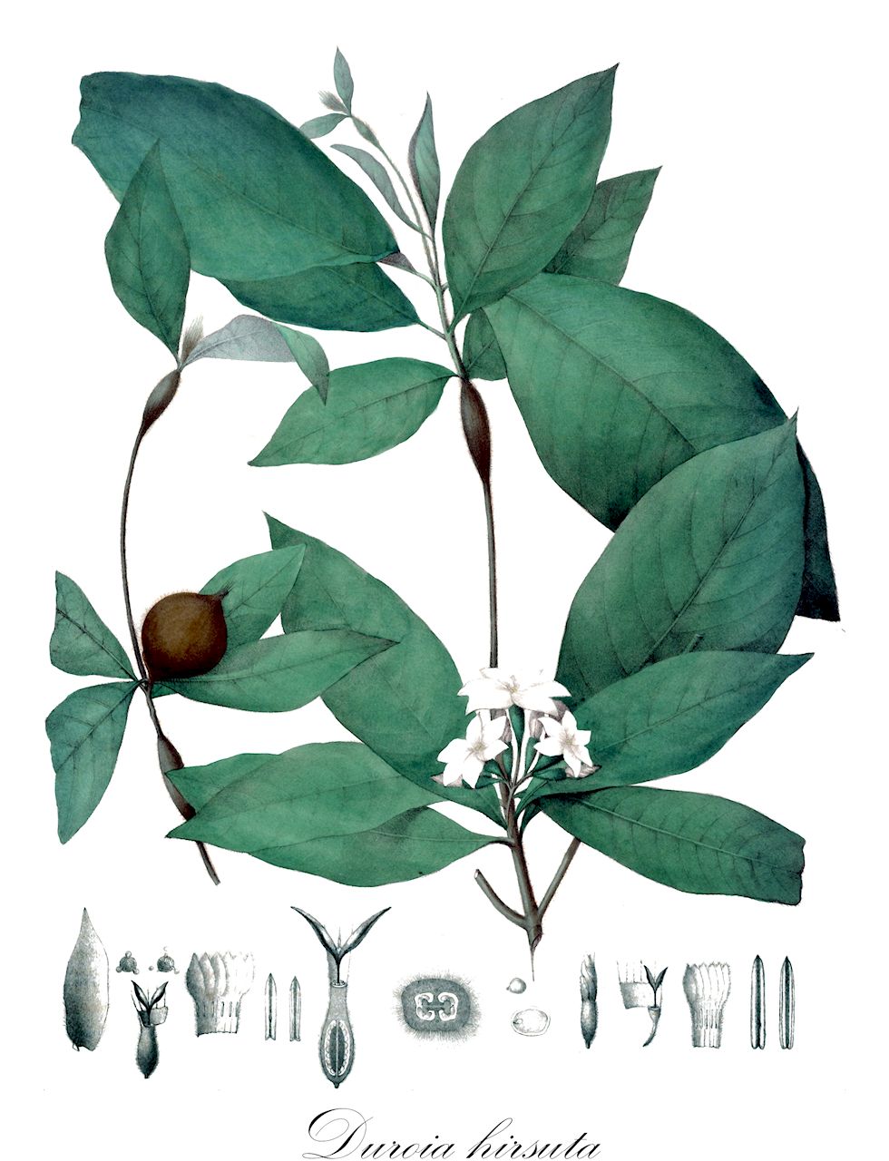 Duroia hirsuta - Rubiaceae,Plantae,Pteridobiotina,Angiosperms,Gentianales,Rubiaceae,Duroia,Duroia hirsuta,Amaioua hirsuta, Duroia spraguei, Schachtia dioica