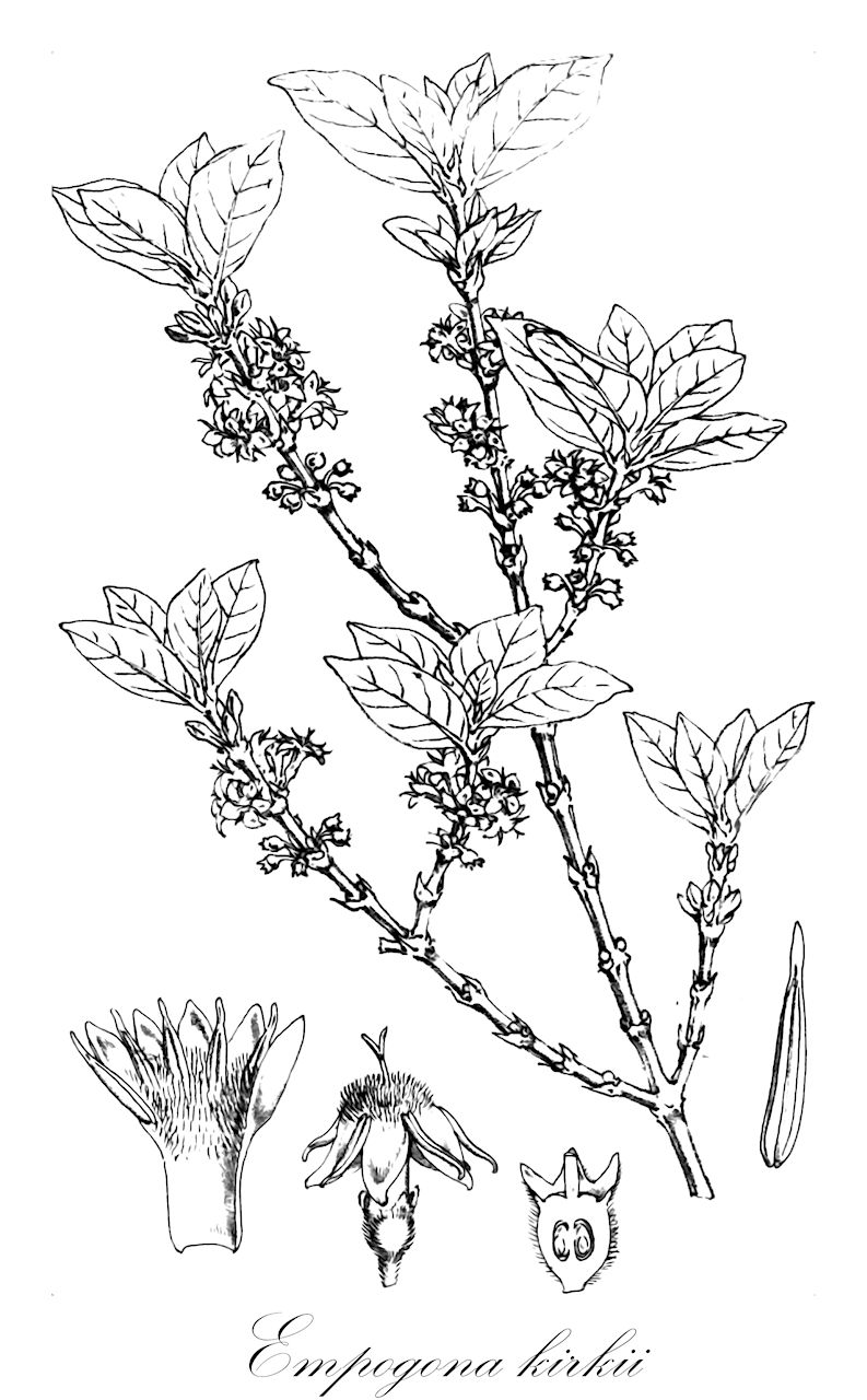 Empogona kirkii - Rubiaceae,Plantae,Pteridobiotina,Angiosperms,Gentianales,Rubiaceae,Empogona,Empogona kirkii,Hypobathrum kirkii, Tricalysia allenii var. kirkii, Tricalysia junodii var. kirkii