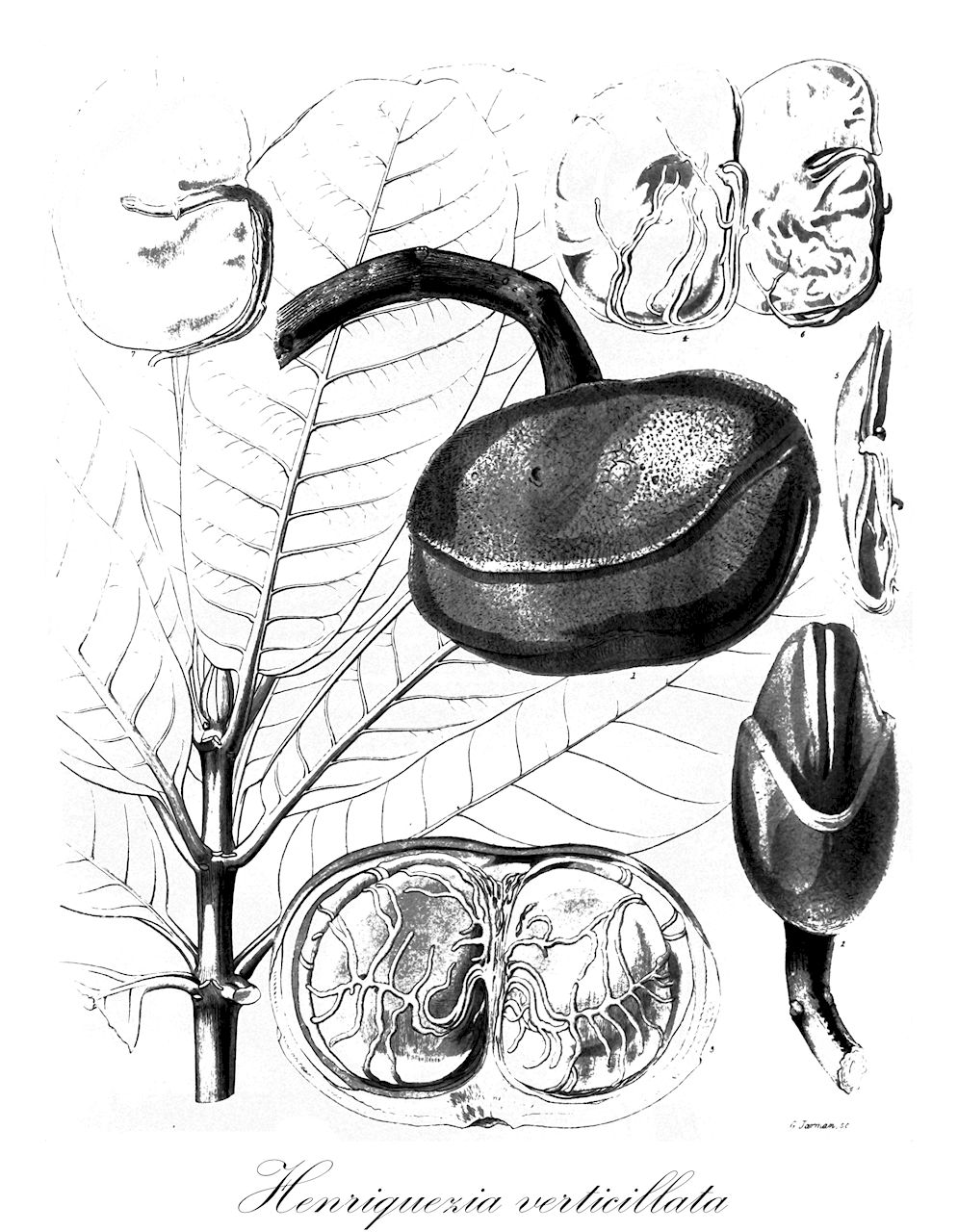 Henriquezia verticillata - Rubiaceae,Henriquezia obovata, Henriquezia verticillata var. apiculata,Plantae,Pteridobiotina,Angiosperms,Gentianales,Rubiaceae,Henriquezia,Henriquezia verticillata