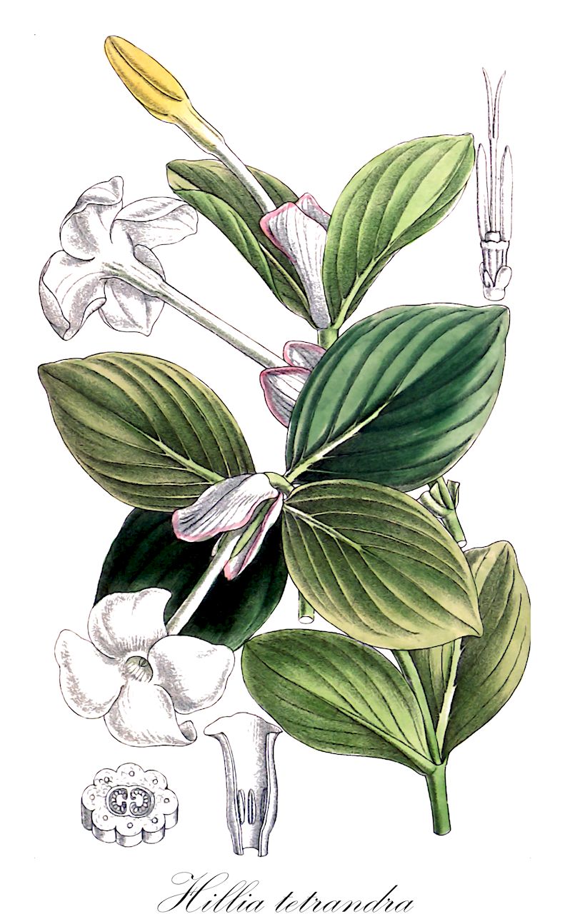 Hillia tetrandra - Rubiaceae,Plantae,Pteridobiotina,Angiosperms,Gentianales,Rubiaceae,Hillia,Hillia tetrandra,Hillia tetrandra, Hillia tuxtlensis