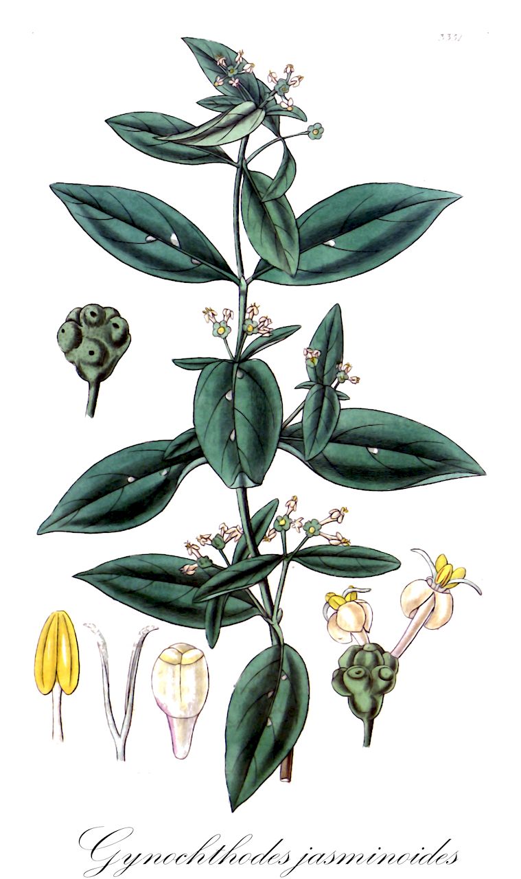 Gynochthodes jasminoides - Rubiaceae,Plantae,Pteridobiotina,Angiosperms,Gentianales,Rubiaceae,Gynochthodes,Gynochthodes jasminoides,Morinda jasminoides
