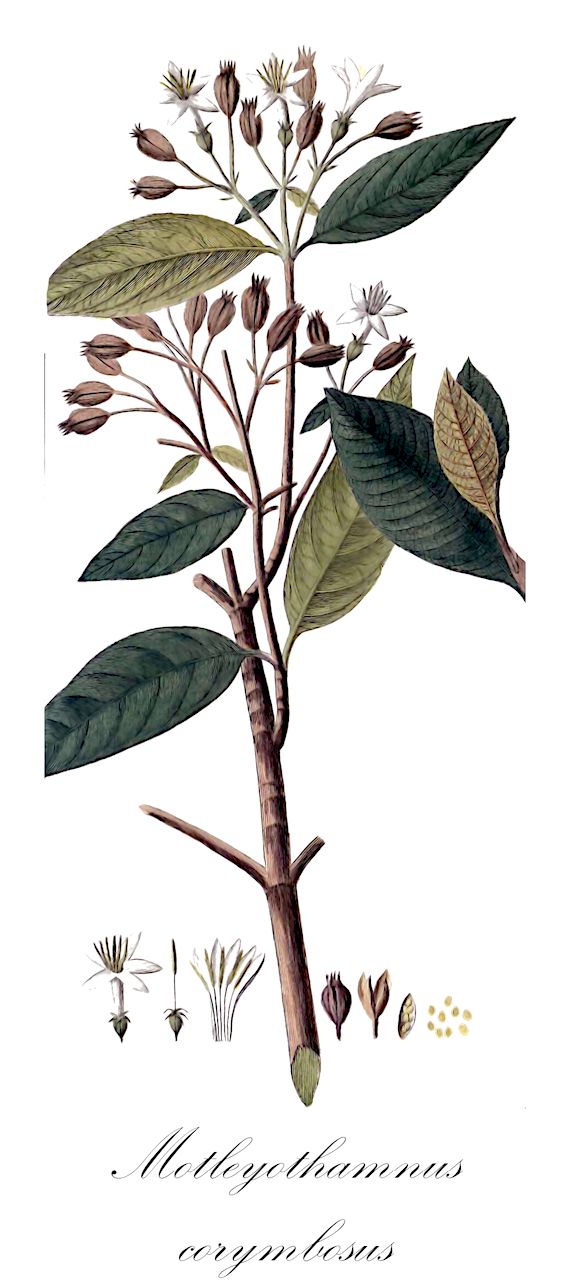 Motleyothamnus corymbosus - Rubiaceae,Plantae,Pteridobiotina,Angiosperms,Gentianales,Rubiaceae,Motleyothamnus,Motleyothamnus corymbosus,Cinchona corymbosa, Exostema corymbosum, Exostema peruvianum, Portlandia corymbosa