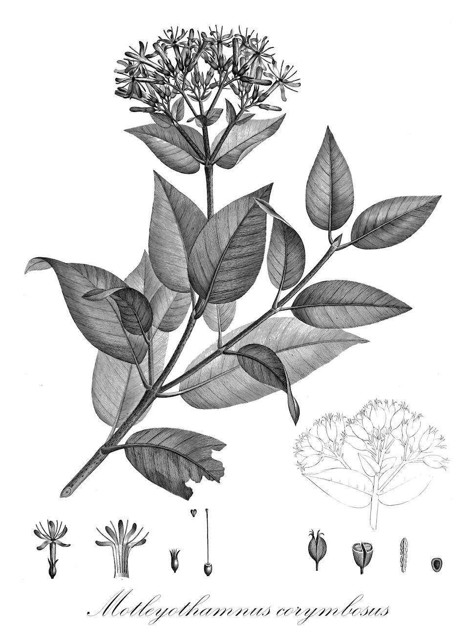 Motleyothamnus corymbosus - Rubiaceae,Plantae,Pteridobiotina,Angiosperms,Gentianales,Rubiaceae,Motleyothamnus,Motleyothamnus corymbosus,Cinchona corymbosa, Exostema corymbosum, Exostema peruvianum, Portlandia corymbosa