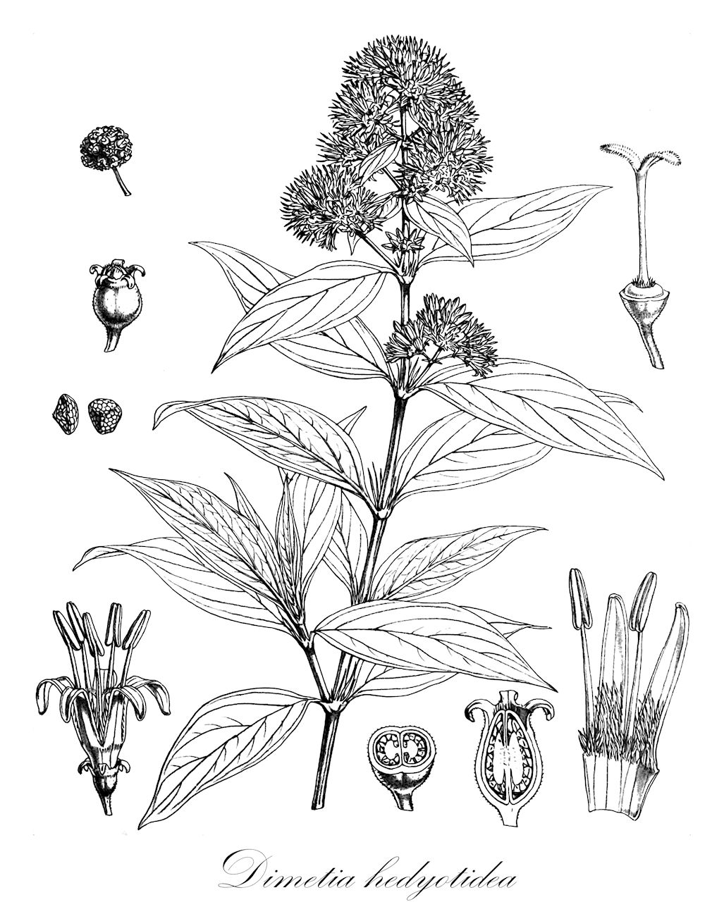 Dimetia hedyotidea - Rubiaceae,Plantae,Pteridobiotina,Angiosperms,Gentianales,Rubiaceae,Dimetia,Dimetia hedyotidea,Hedyotis esquirolii, Hedyotis fruticosa, Hedyotis hedyotidea, Hedyotis macrostemon, Hedyotis namoensis, Hedyotis recurva, Oldenlandia esquirolii, Oldenlandia hedyotidea, Oldenlandia macrostemon, Oldenlandia recurva, Spermacoce hedyotidea