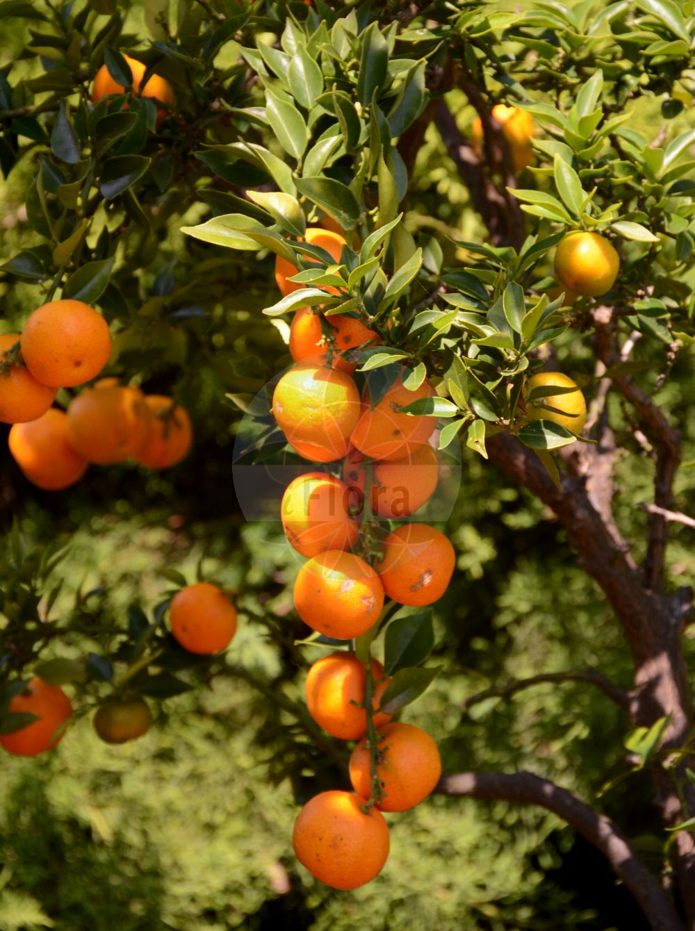 Foto von Citrus aurantiaca. Das Bild zeigt Bluete und Frucht. Das Foto wurde in Linz, Oberösterreich, Österreich aufgenommen. ---- Photo of Citrus aurantiaca. The image is showing flower and fruit. The picture was taken in Linz, Upper Austria, Austria.(Citrus aurantiaca,Citrus,Rutaceae,Rautengewächse,Rue family,Bluete,Frucht,flower,fruit)