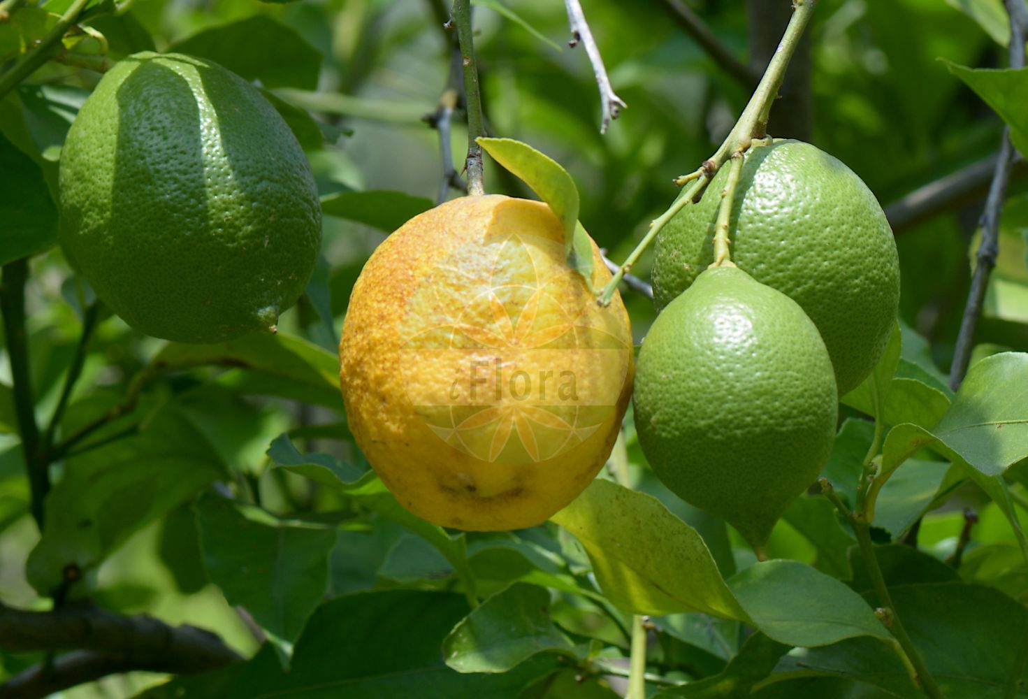 Foto von Citrus limon. Das Bild zeigt Blatt und Frucht. Das Foto wurde in Napoli, Campania, Italien aufgenommen. ---- Photo of Citrus limon. The image is showing leaf and fruit. The picture was taken in Napoli, Campania, Italy.(Citrus limon,Citrus,Rutaceae,Rautengewächse,Rue family,Blatt,Frucht,leaf,fruit)