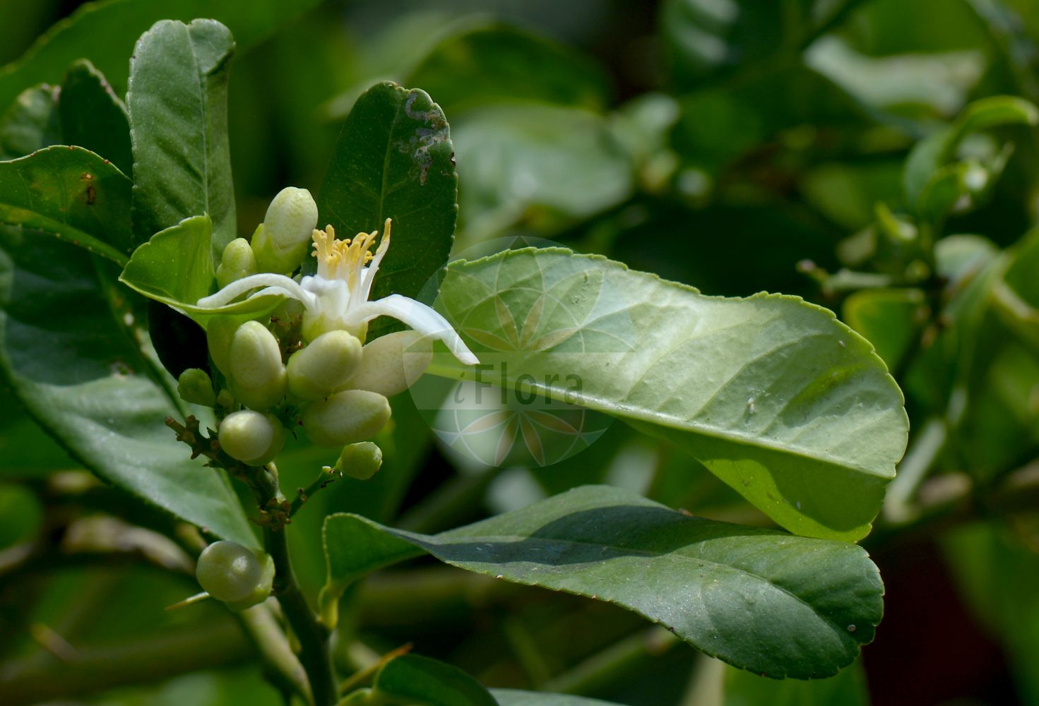 Foto von Citrus medica. Das Bild zeigt Blatt und Bluete. Das Foto wurde in Napoli, Campania, Italien aufgenommen. ---- Photo of Citrus medica. The image is showing leaf and flower. The picture was taken in Napoli, Campania, Italy.(Citrus medica,Citrus medica,Citrus,Rutaceae,Rautengewächse,Rue family,Blatt,Bluete,leaf,flower)